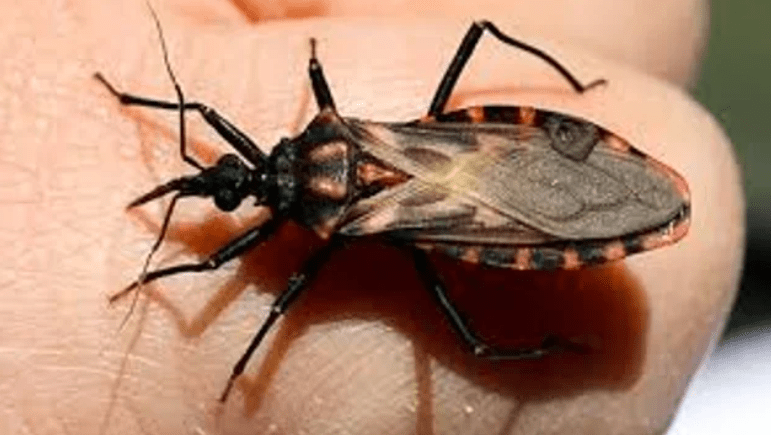 Argentina suma nuevas certificaciones y avanza en la eliminación del Chagas en varias&nbsp;provincias