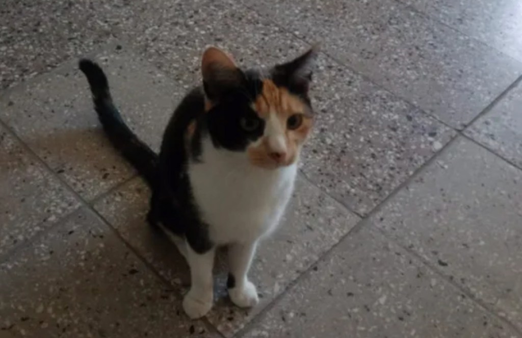 Alarma viral: Una gata cazó un murciélago con rabia y fue aislada en&nbsp;Chubut