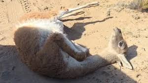 Chulenguito rescatado: un guanaco que iba a ser vendido por&nbsp;redes