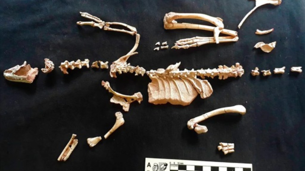 Nuevo hallazgo fossilífero que reescribe parte de la historia de los&nbsp;dinosaurios