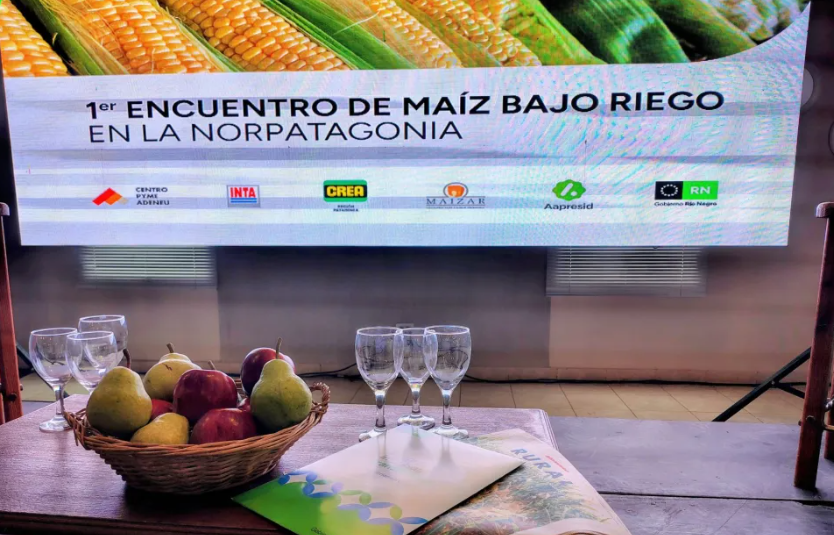 Primer encuentro de maíz bajo riego en la Norpatagonia mostró el potencial productivo de la&nbsp;región