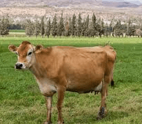 Fingió robo masivo de vacas para tapar contrabando de ganado