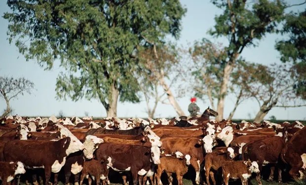 Carne de mejor calidad pese a caída en volumen de&nbsp;faena