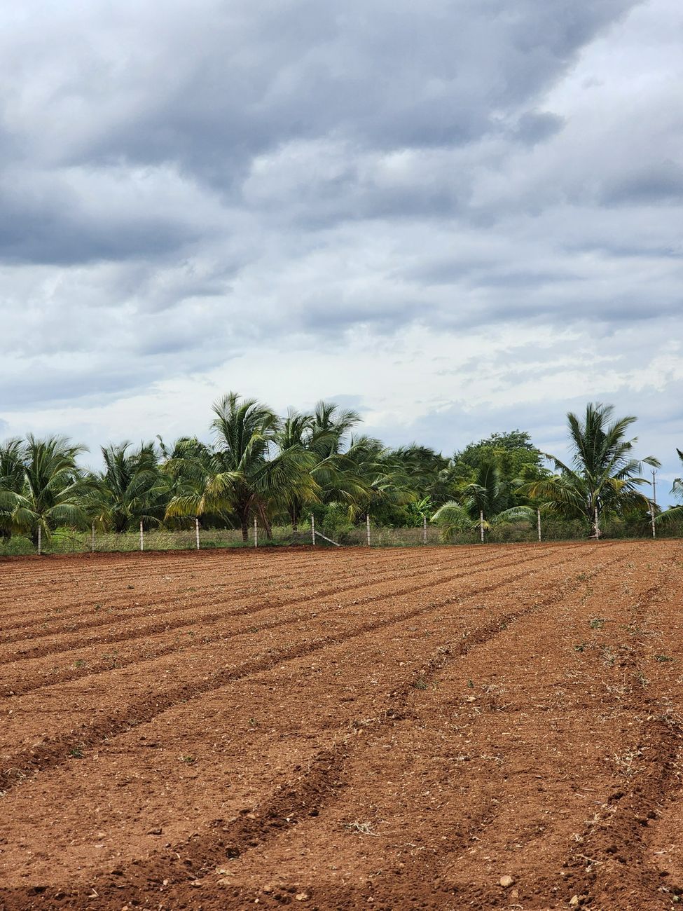 Desmienten afirmación sobre ilegalidad en comercio de semillas