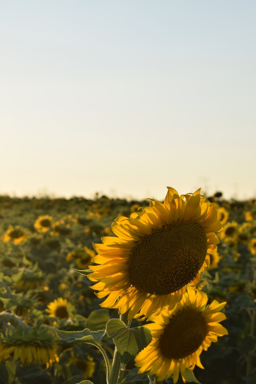 Hibridos de girasol: Zeta Semillas impulsa expansion con genetica&nbsp;mejorada