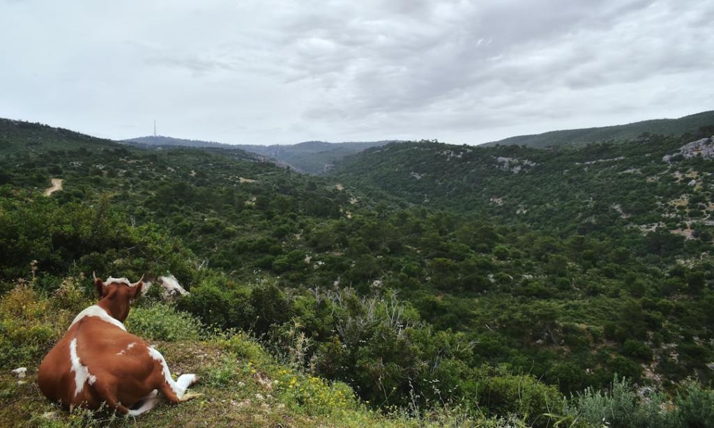 Animales más pesados: la apuesta de la ganadería&nbsp;argentina