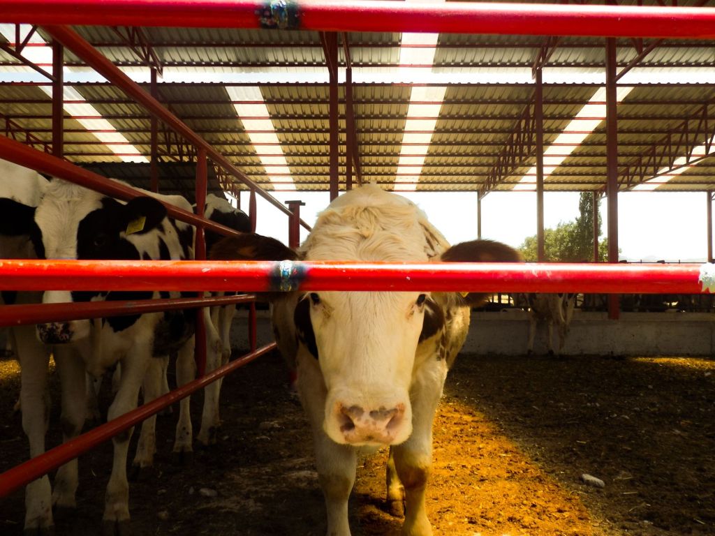 Estados Unidos abre cupo de carne pero deja afuera a Argentina