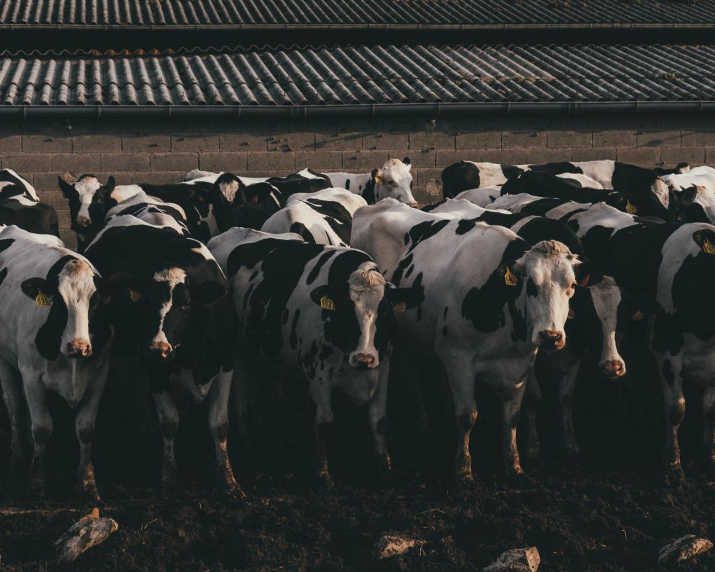 Reglamentan la eleccion de veterinarios privados para campana contra&nbsp;aftosa